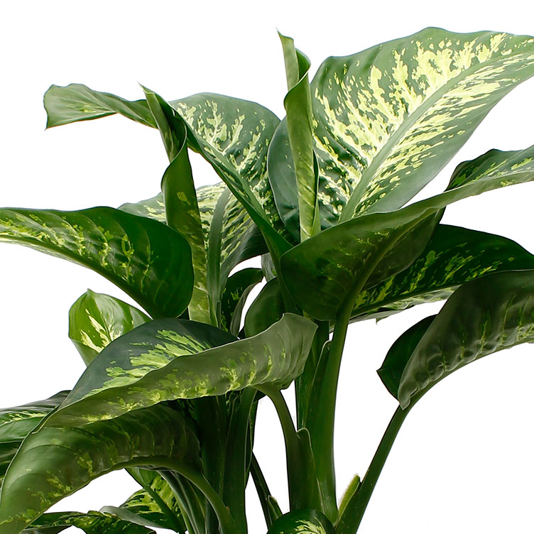 Dieffenbachia verzorging Dieffenbachia verzorging