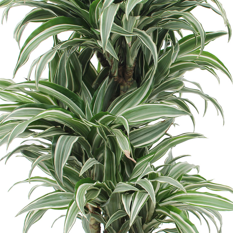 Dracaena verzorging Dracaena verzorging