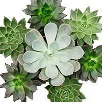 Echeveria verzorging Echeveria verzorging