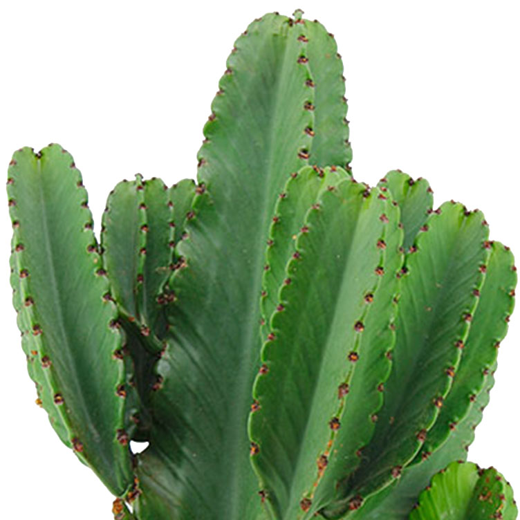 Euphorbia verzorging