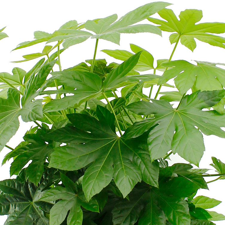 Fatsia verzorging (Vingerplant) Fatsia verzorging (Vingerplant)
