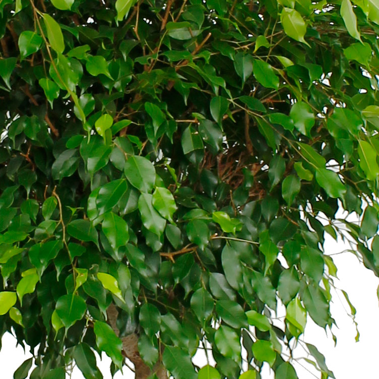 Ficus verzorging Ficus verzorging