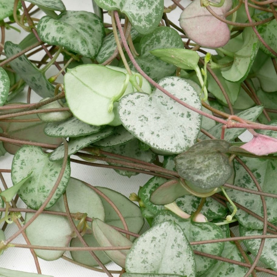 Ceropegia verzorging Ceropegia verzorging