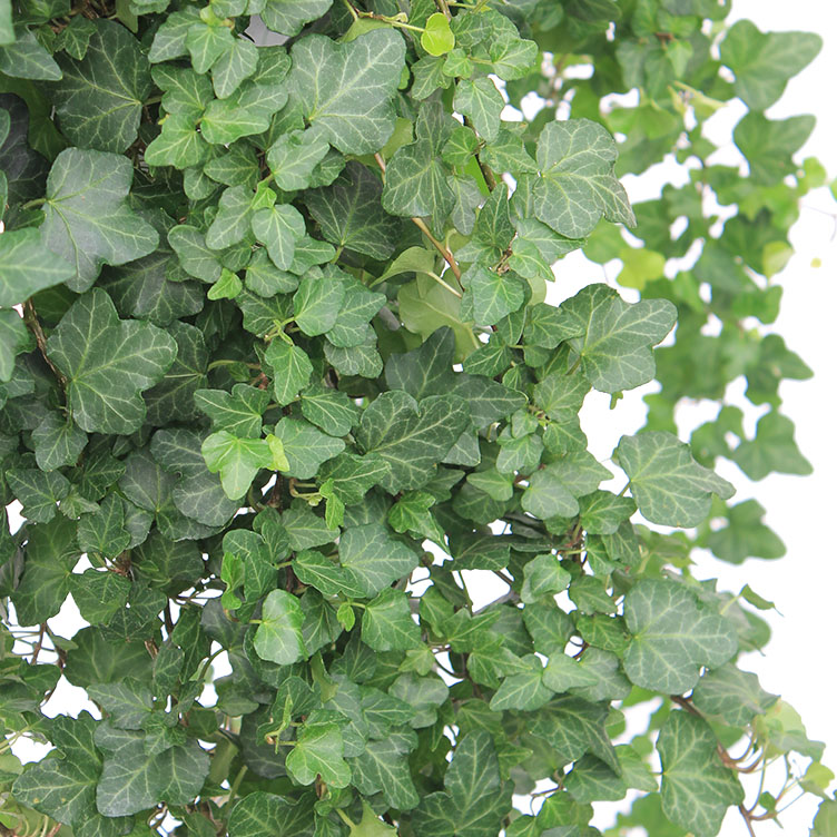 Hedera verzorging Hedera verzorging