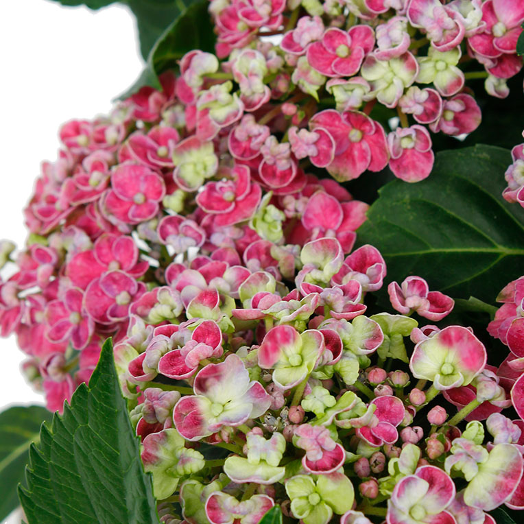 Hortensia verzorging Hortensia verzorging