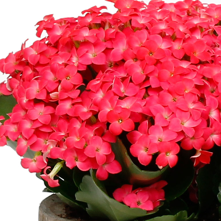 Kalanchoë verzorging Kalanchoë verzorging