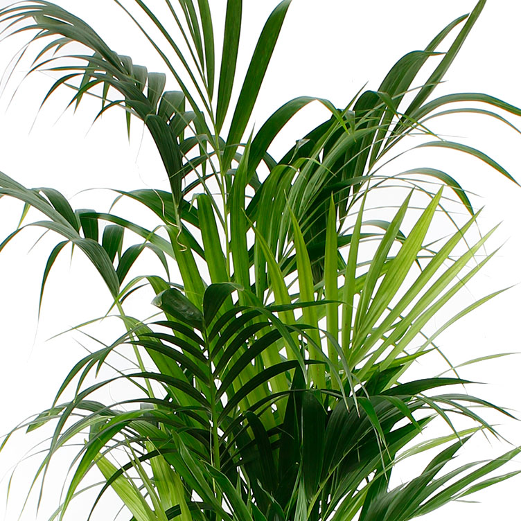 Kentia verzorging Kentia verzorging