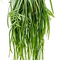 Lepismium verzorging Lepismium verzorging