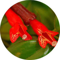 Aeschynanthus verzorging