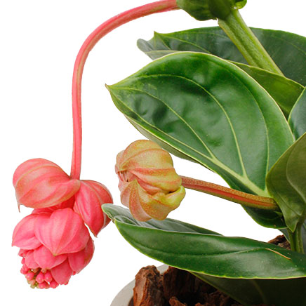 Medinilla verzorging Medinilla verzorging