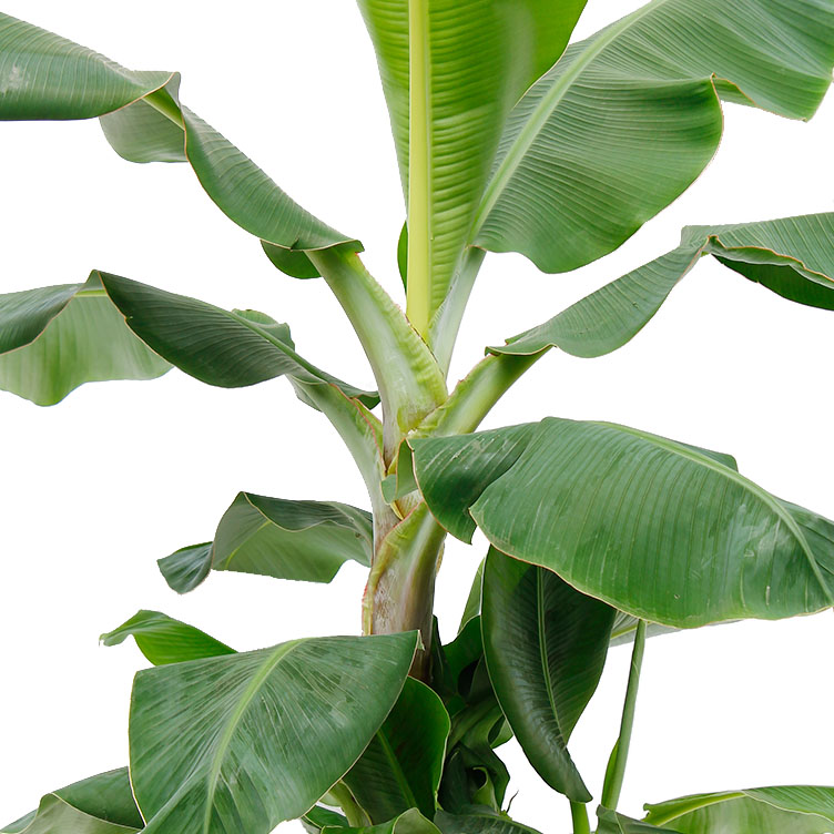 Musa verzorging Musa verzorging