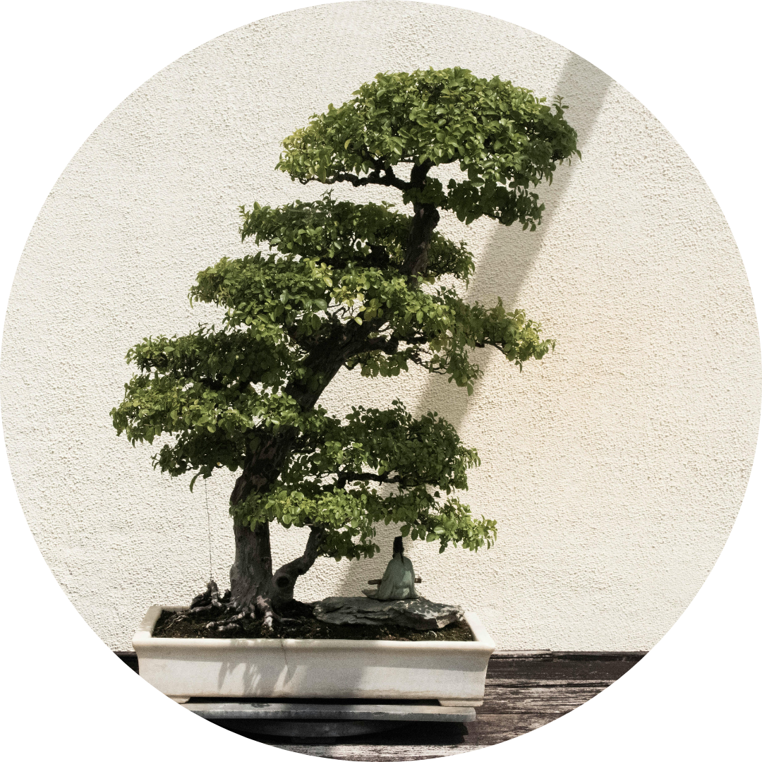 Bonsai verzorging