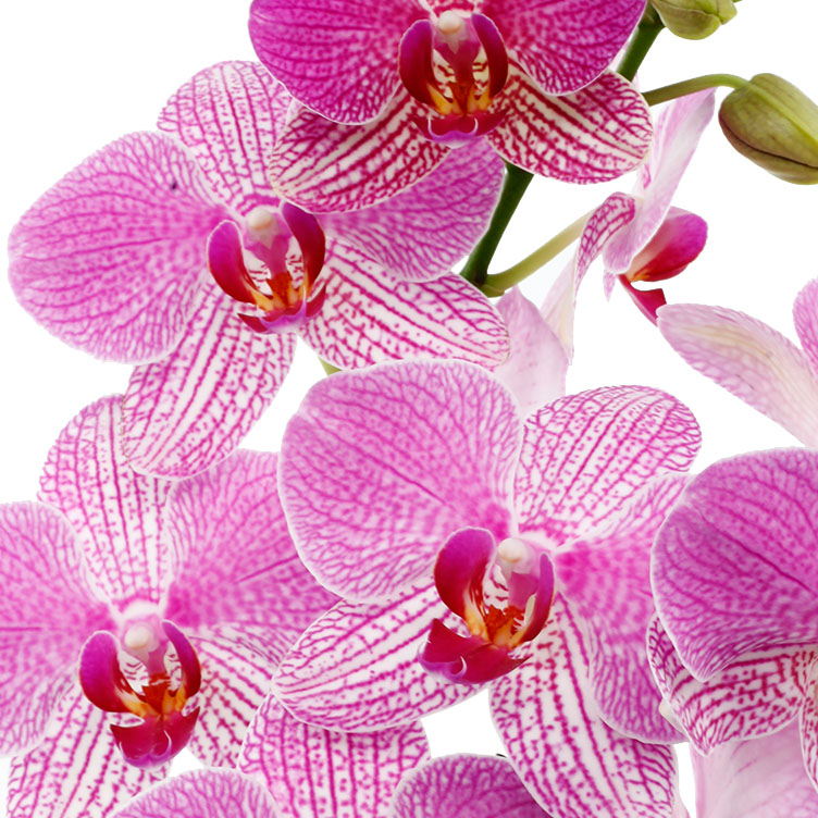 Orchidee verzorging Orchidee verzorging