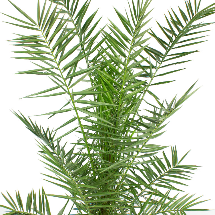 Phoenix Canariensis verzorging Phoenix Canariensis verzorging