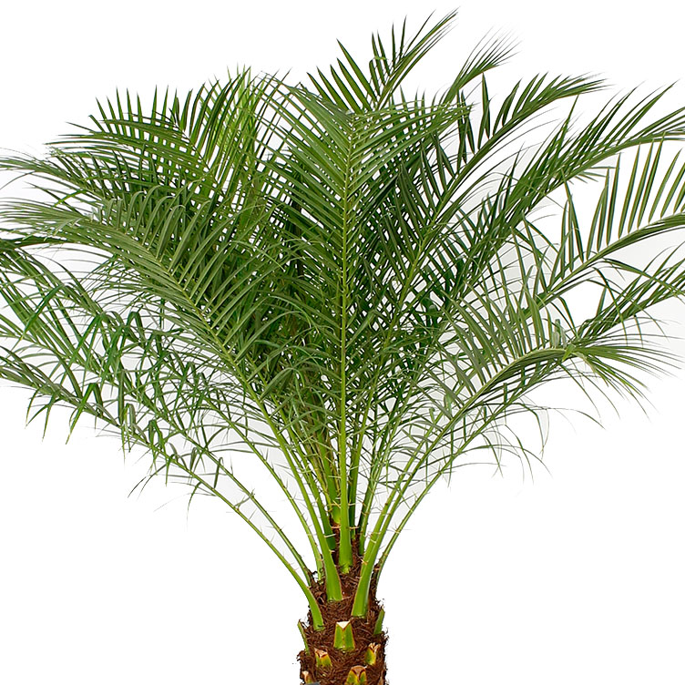 Phoenix Roebelenii verzorging Phoenix Roebelenii verzorging