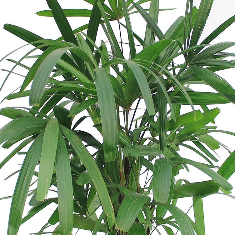 Rhapis verzorging Rhapis verzorging