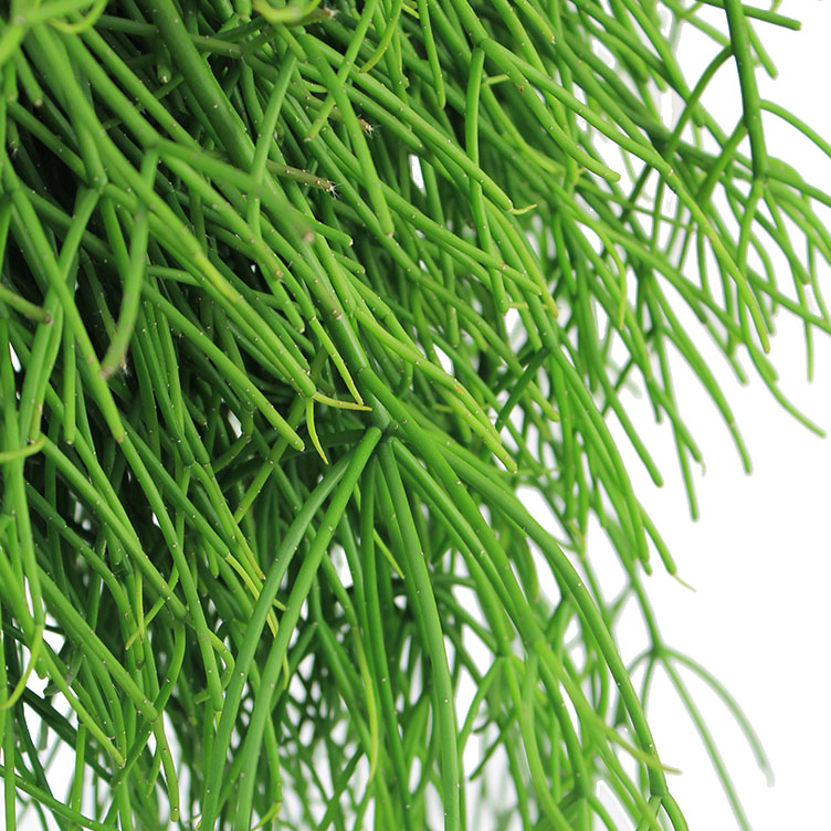 Rhipsalis verzorging Rhipsalis verzorging