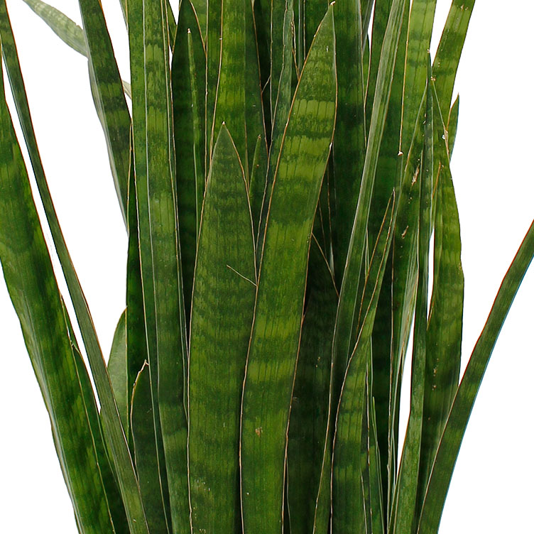 Sansevieria verzorging Sansevieria verzorging