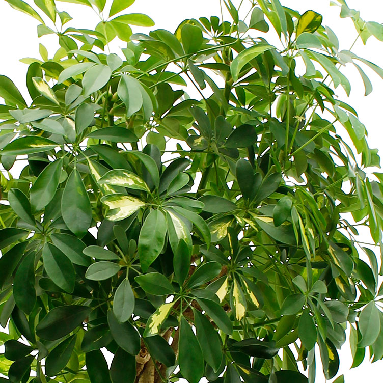Schefflera verzorging Schefflera verzorging