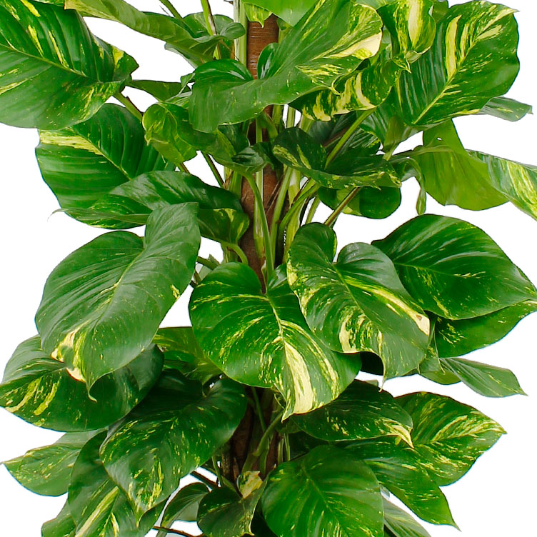 Scindapsus verzorging Scindapsus verzorging