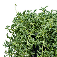 Senecio verzorging Senecio verzorging