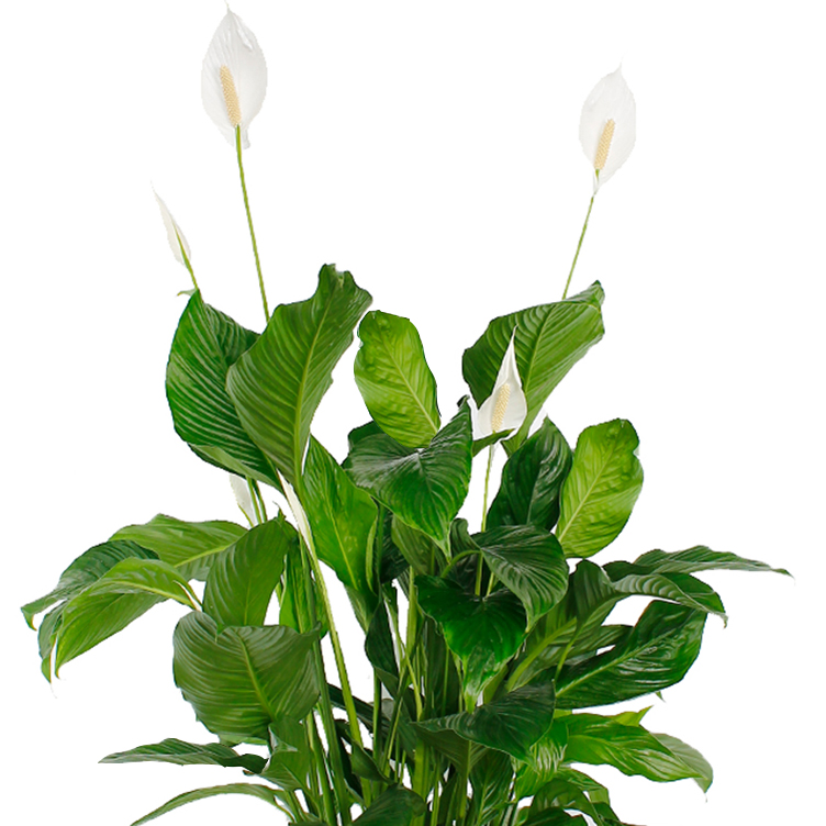 Spathiphyllum verzorging Spathiphyllum verzorging