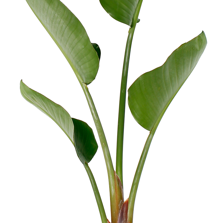 Strelitzia verzorging Strelitzia verzorging