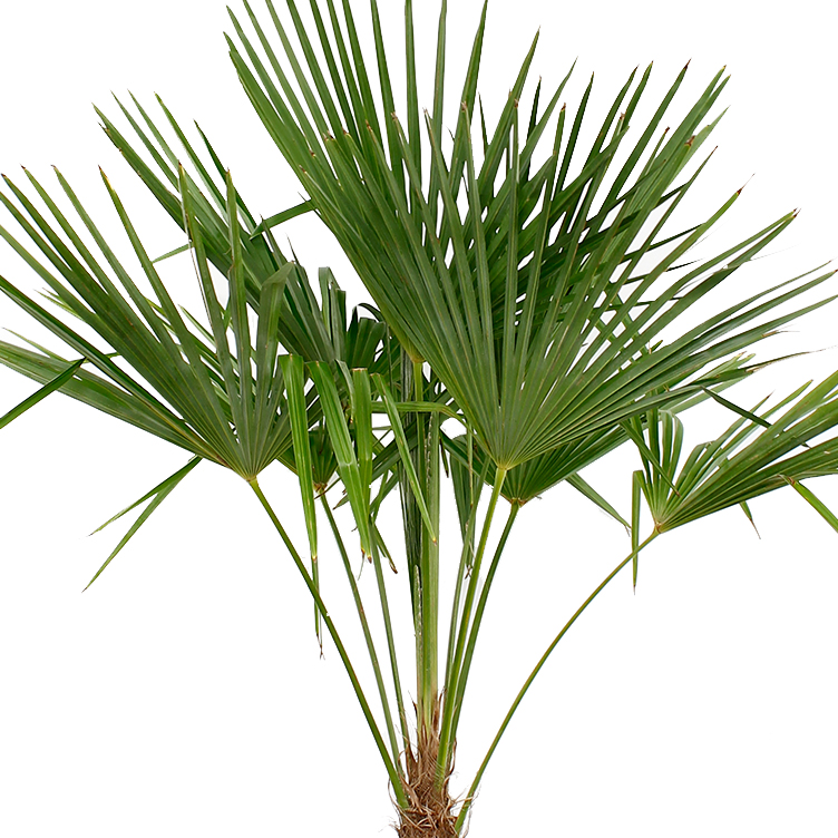 Trachycarpus verzorging Trachycarpus verzorging