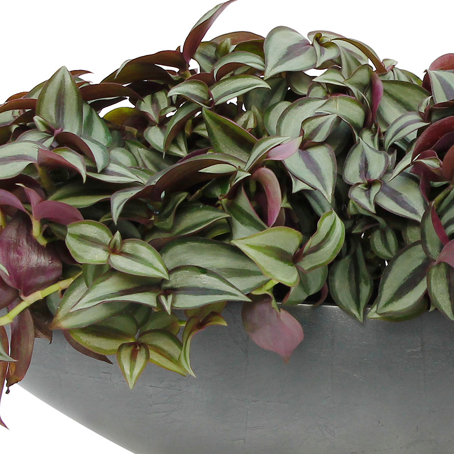 Tradescantia verzorging Tradescantia verzorging