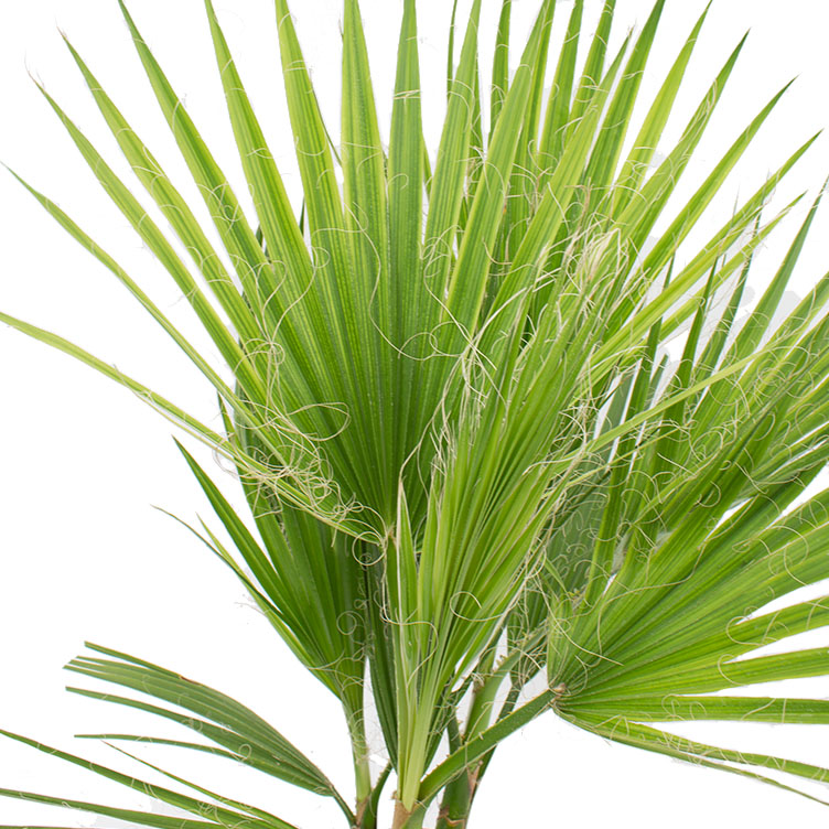 Washingtonia verzorging Washingtonia verzorging