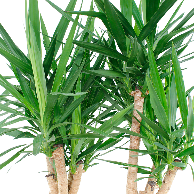 Yucca verzorging Yucca verzorging