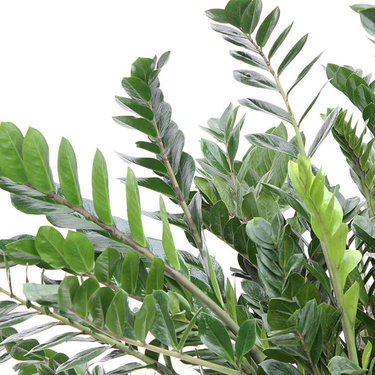 Zamioculcas verzorging Zamioculcas verzorging