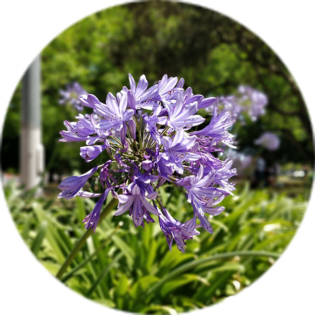 Agapanthus verzorging