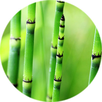 Bamboe verzorging