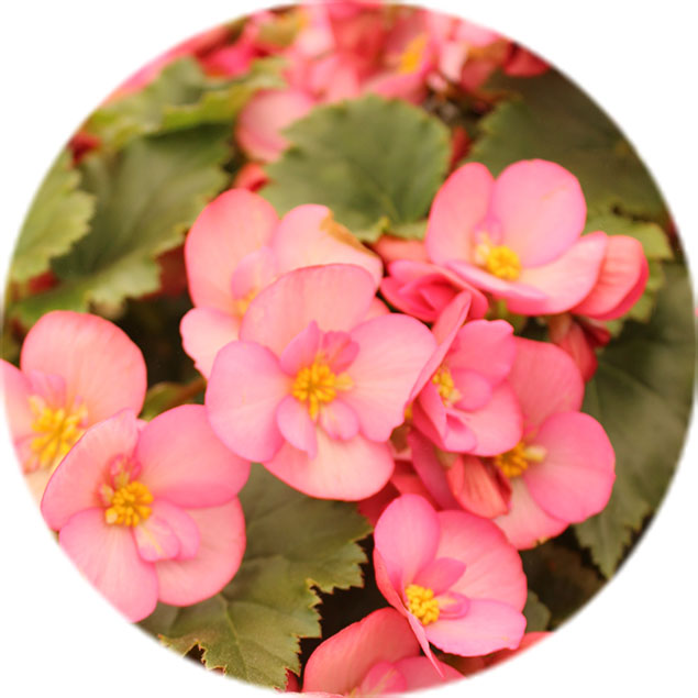 Begonia tuinplant verzorging