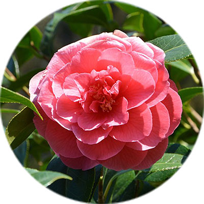 Camelia verzorging