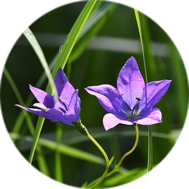 Campanula verzorging