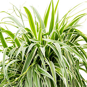 Chlorophytum verzorging Chlorophytum verzorging