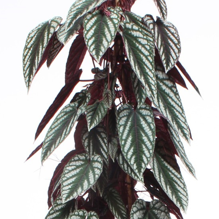 Cissus verzorging Cissus verzorging