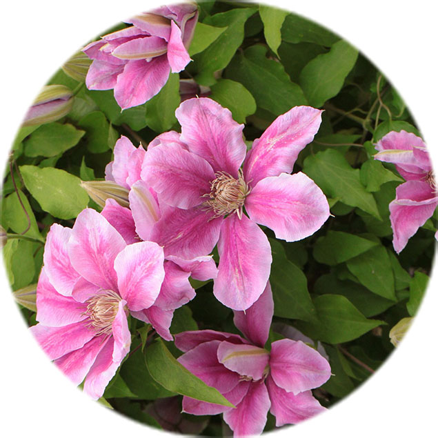 Clematis verzorging