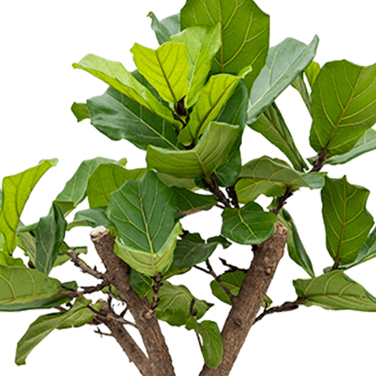 Ficus Lyrata Ficus Lyrata