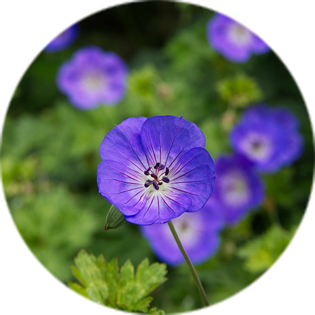 Geranium verzorging