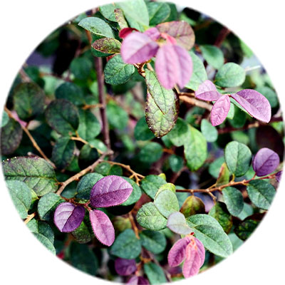 Loropetalum verzorging