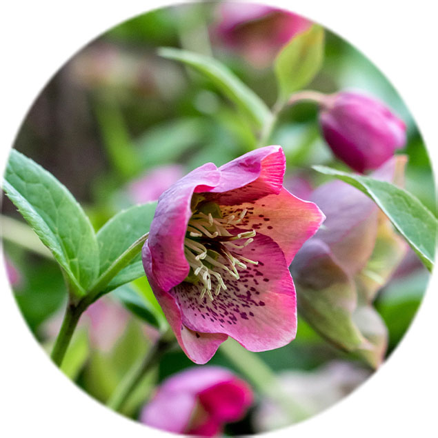 Helleborus verzorging