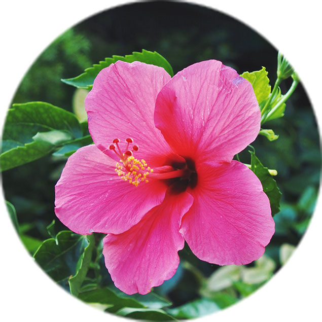 Hibiscus verzorging