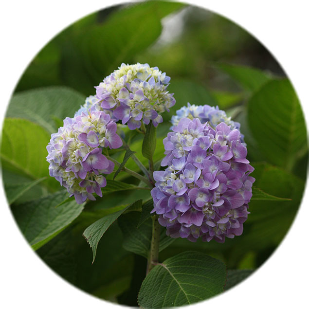 Hortensia verzorging