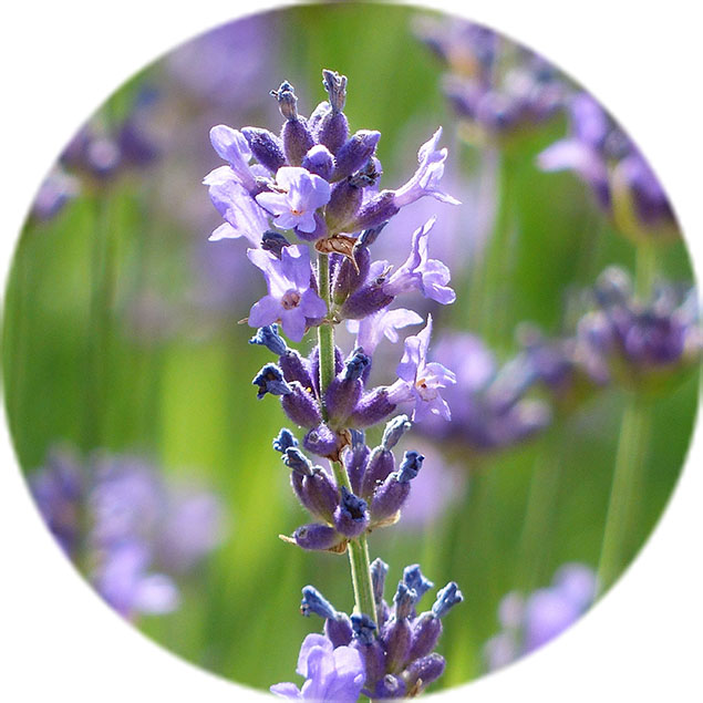 Lavendel verzorging
