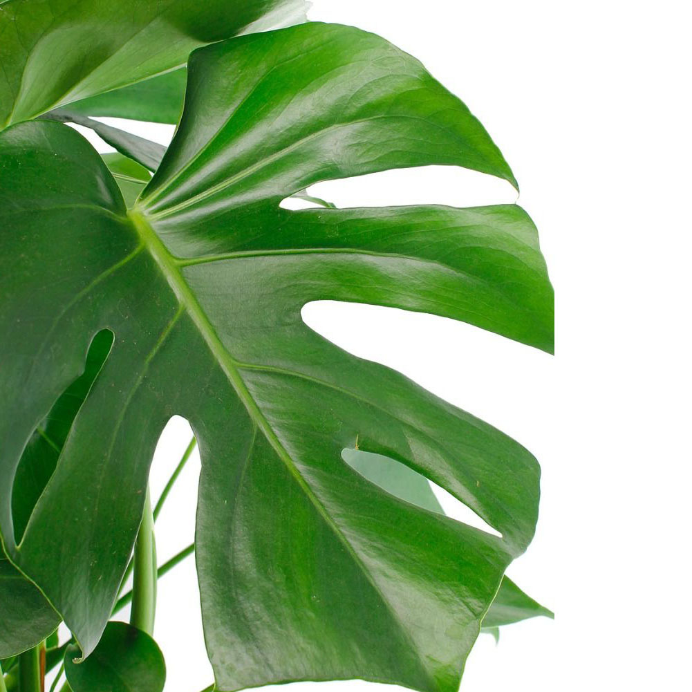 Monstera verzorging Monstera verzorging