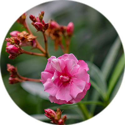 Oleander verzorging