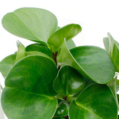 Peperomia verzorging Peperomia verzorging